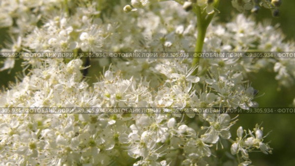Южный Урал, цветущая таволга (Filipendula ulmaria) в поле. Southern Urals, flowering meadowsweet (Filipendula ulmaria) in the field. Стоковое видео, видеограф Евгений Романов / Фотобанк Лори