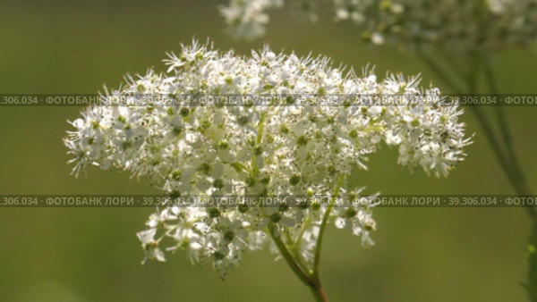Южный Урал, цветущая таволга (Filipendula ulmaria) в поле. Southern Urals, flowering meadowsweet (Filipendula ulmaria) in the field. Стоковое видео, видеограф Евгений Романов / Фотобанк Лори