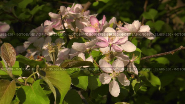 Южный Урал. Цветущая яблоня Недзвецкого. Southern Urals. Blooming apple tree Nedzvetskogo (Malus niedzwetzkyana). Стоковое видео, видеограф Евгений Романов / Фотобанк Лори