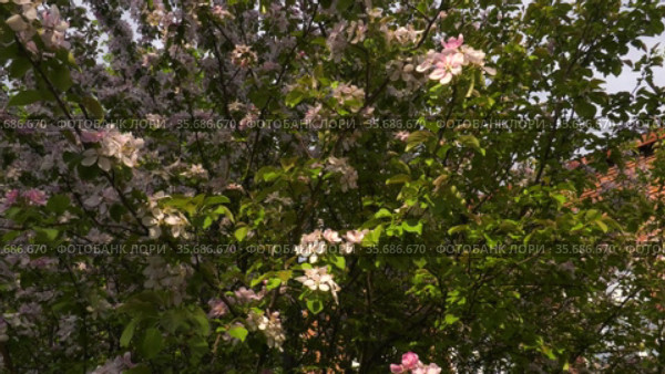 Южный Урал. Цветущая яблоня Недзвецкого. Southern Urals. Blooming apple tree Nedzvetskogo (Malus niedzwetzkyana). Стоковое видео, видеограф Евгений Романов / Фотобанк Лори