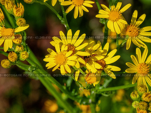 Южный Урал, цветущая якобея обыкновенная (Jacobaea vulgaris) на лужайке летом. Southern Urals, blooming Jacobaea vulgaris (Jacobaea vulgaris) on the lawn in summer. Стоковое фото, фотограф Евгений Романов / Фотобанк Лори