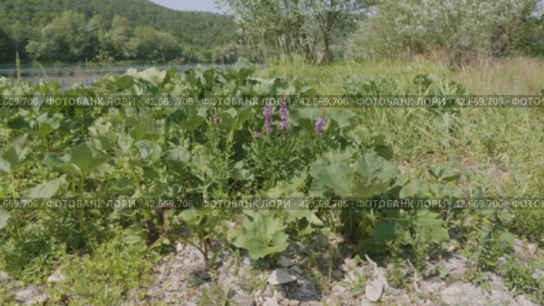 Южный Урал, цветущий дербенник иволистный (Lythrum salicaria) или плакун-трава на берегу реки. The Southern Urals, flowering purple loosestr (Lythrum salicaria) on the riverbank. Стоковое видео, видеограф Евгений Романов / Фотобанк Лори