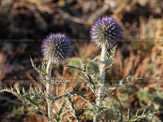 Южный Урал, цветущий мордовник обыкновенный (Echinops ritro) в горах. Southern Urals, blooming southern globethistle (Echinops ritro) in the mountains. Стоковое фото, фотограф Евгений Романов / Фотобанк Лори