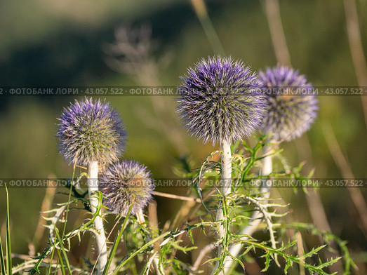 Южный Урал, цветущий мордовник обыкновенный (Echinops ritro) в горах. Southern Urals, blooming southern globethistle (Echinops ritro) in the mountains. Стоковое фото, фотограф Евгений Романов / Фотобанк Лори