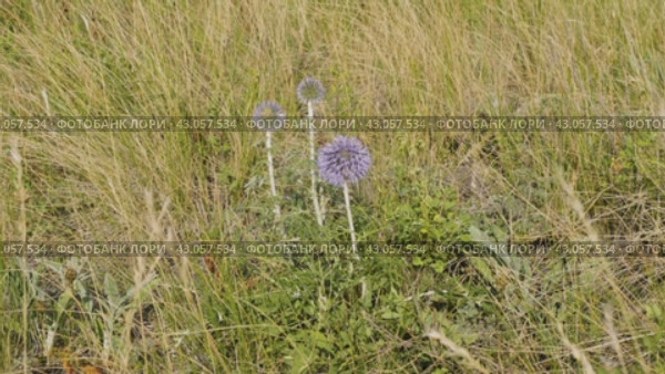 Южный Урал, цветущий мордовник обыкновенный (Echinops ritro) в горах. Southern Urals, blooming southern globethistle (Echinops ritro) in the mountains. Стоковое видео, видеограф Евгений Романов / Фотобанк Лори