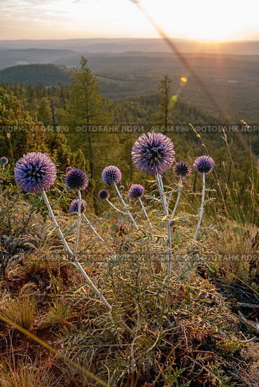Южный Урал, цветущий мордовник обыкновенный (Echinops ritro) в горах. Southern Urals, blooming southern globethistle (Echinops ritro) in the mountains. Стоковое фото, фотограф Евгений Романов / Фотобанк Лори