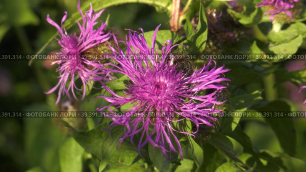 Южный Урал, цветущий василёк луговой (Centaurea jacea) на поле. Southern Urals, blooming brown knapweed (Centaurea jacea) in the meadow. Стоковое видео, видеограф Евгений Романов / Фотобанк Лори