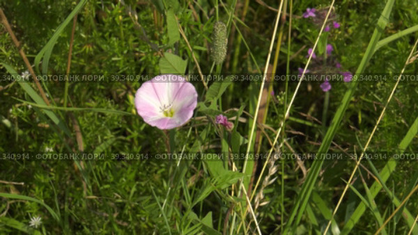 Южный Урал, цветущий вьюнок полевой (Convolvulus arvensis) в поле. Southern Urals, flowering field bindweed (Convolvulus arvensis) in the field. Стоковое видео, видеограф Евгений Романов / Фотобанк Лори