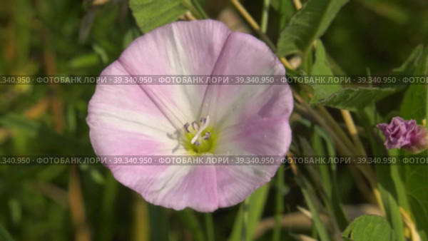Южный Урал, цветущий вьюнок полевой (Convolvulus arvensis) в поле. Southern Urals, flowering field bindweed (Convolvulus arvensis) in the field. Стоковое видео, видеограф Евгений Романов / Фотобанк Лори