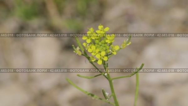 Южный Урал, цветущий желтушник левкойный (Erysimum cheiranthoides) на берегу реки. Southern Urals, flowering treacle-mustard (Erysimum cheiranthoides) on the river bank. Стоковое видео, видеограф Евгений Романов / Фотобанк Лори