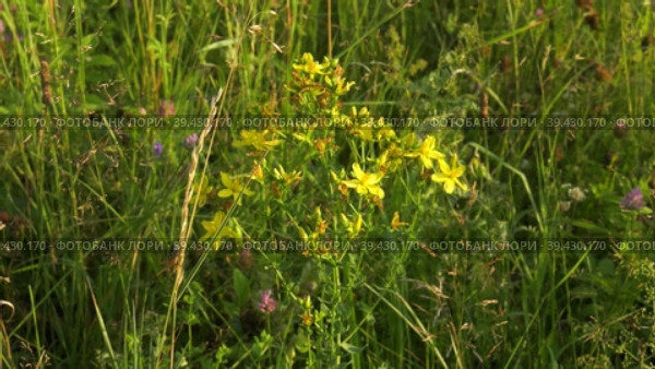 Южный Урал, цветущий зверобой (Origanum vulgare) на лугу. Southern Urals, blooming St. John's wort (Hypericum perforatum) in the meadow. Стоковое видео, видеограф Евгений Романов / Фотобанк Лори