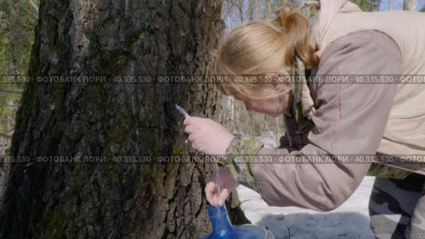 Южный Урал, весенний лес: заготовитель собирает березовый сок. Southern Urals, spring forest: the supplier collects birch sap. Стоковое видео, видеограф Евгений Романов / Фотобанк Лори