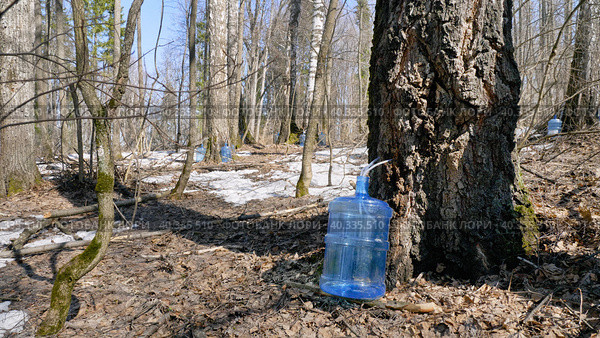 Южный Урал, весенняя тайга: сбор берёзового сока в бутыли. Southern Urals, spring taiga: collecting birch sap in bottles. Стоковое фото, фотограф Евгений Романов / Фотобанк Лори