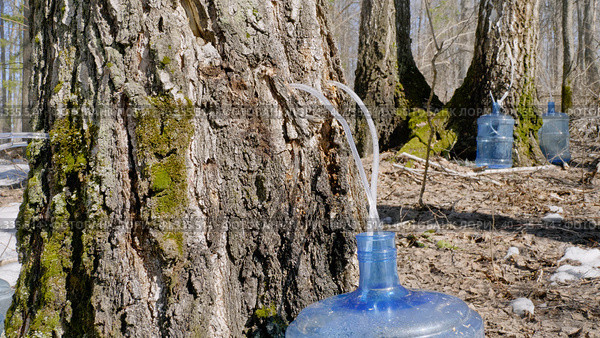 Южный Урал, весенняя тайга: сбор берёзового сока в бутыли. Southern Urals, spring taiga: collecting birch sap in bottles. Стоковое фото, фотограф Евгений Романов / Фотобанк Лори