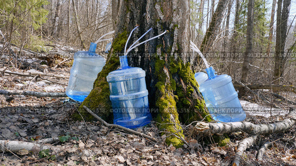 Южный Урал, весенняя тайга: сбор берёзового сока в бутыли. Southern Urals, spring taiga: collecting birch sap in bottles. Стоковое фото, фотограф Евгений Романов / Фотобанк Лори