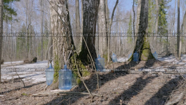 Южный Урал, весенняя тайга: сбор берёзового сока в бутыли. Southern Urals, spring taiga: collecting birch sap in bottles. Стоковое видео, видеограф Евгений Романов / Фотобанк Лори