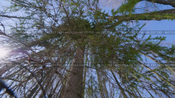 Южный Урал: ветви пихты раскачиваются на ветру. Southern Urals: fir branches sway in the wind. Стоковое видео, видеограф Евгений Романов / Фотобанк Лори