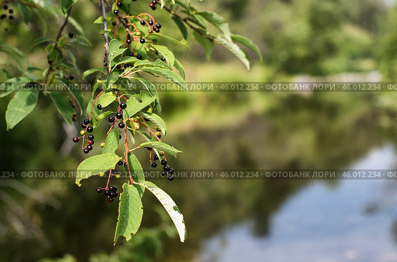 Южный Урал, ягоды черёмухи (Prunus padus) на ветке. Southern Urals, bird cherry (Prunus padus) berries on a branch. Стоковое фото, фотограф Евгений Романов / Фотобанк Лори