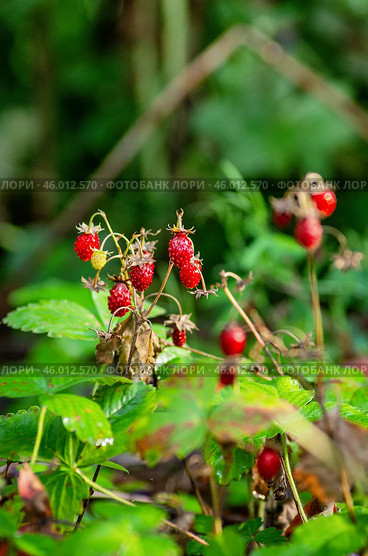 Южный Урал, земляника (Fragaria vesca) в траве. Southern Urals, strawberries (Fragaria vesca) in the grass. Стоковое фото, фотограф Евгений Романов / Фотобанк Лори