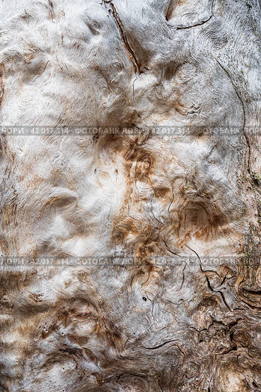 узоры и текстура старого дерева, сучок. Стоковое фото, фотограф Данил Хусаинов / Фотобанк Лори
