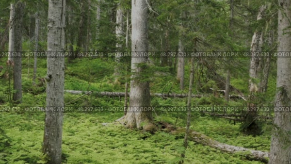 В еловом сумрачном  лесу. Дикая тайга. Стоковое видео, видеограф Роман Аксёнов / Фотобанк Лори