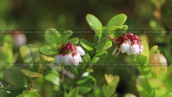 Vaccinium vitis-idaea. Цветы брусники обыкновенной, Ямало-Ненецкий автономный округ. Стоковое видео, видеограф Григорий Писоцкий / Фотобанк Лори