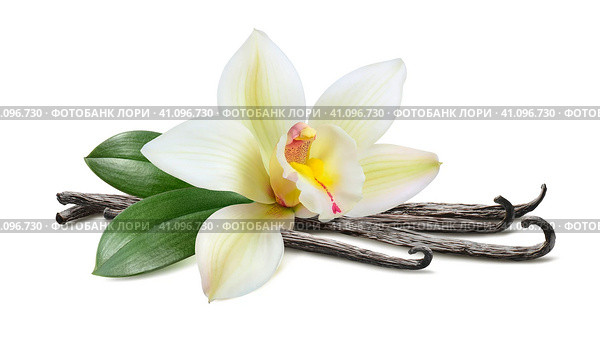 Vanilla with leaves horizontal pod isolated on white. Стоковое фото, фотограф Катерина Ковалева / Фотобанк Лори