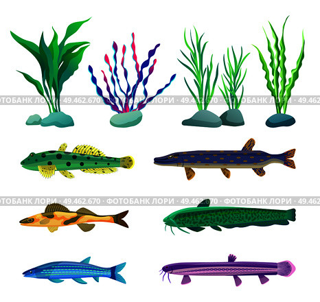 Various algae type, predatory and aquarium fish rare and common specie variegation. Multicolored marine inhabitants vector illustration on white.. Various Algae and Marine Creatures Illustration. Стоковая иллюстрация, агентство Ingram Publishing / Фотобанк Лори