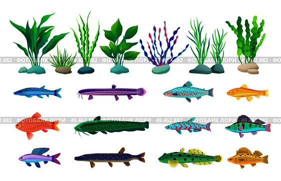 Various algae type, predatory and aquarium fish rare and common specie variegation. Multicolored marine inhabitants vector illustration on white.. Various Algae and Marine Creatures Illustration. Стоковая иллюстрация, агентство Ingram Publishing / Фотобанк Лори