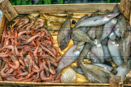 Various fish on the counter fish shop in Istanbul (2018 год). Редакционное фото, фотограф Анна Кривицкая / Фотобанк Лори