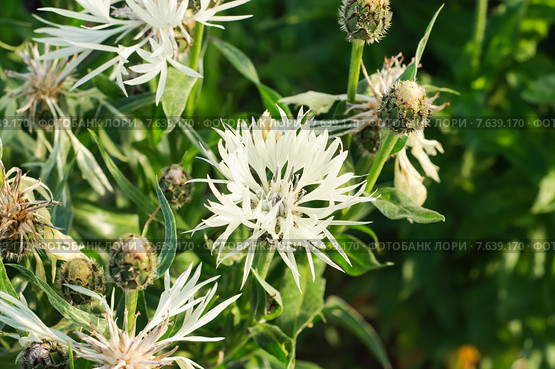 Василек горный "Alba" (Centaurea montana "Alba") Стоковое фото, фотограф Алёшина Оксана / Фотобанк Лори