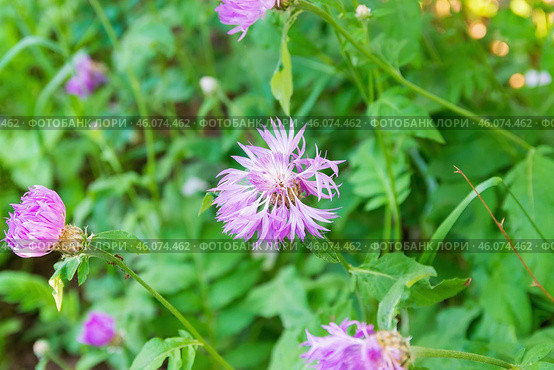 Василек подбеленный, лат. Centaurea dealbata, декоративный цветок с яркими розовыми лепестками, Волгоградская область, Россия, Стоковое фото, фотограф Андрей Цыганков / Фотобанк Лори