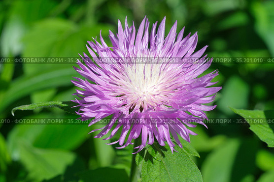 Василек подбеленный (лат. Centaurea dealbata) в саду крупным планом. Стоковое фото, фотограф Елена Коромыслова / Фотобанк Лори