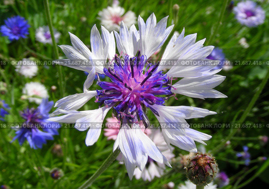 Василёк посевной (лат. Centaurea cyanus) Стоковое фото, фотограф lana1501 / Фотобанк Лори