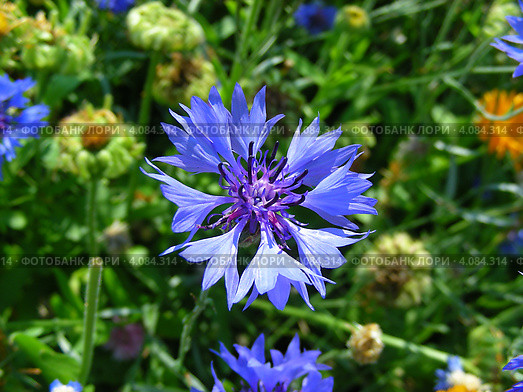 Василёк синий, или Василёк посевной (лат. Centaurea cyanus) Стоковое фото, фотограф lana1501 / Фотобанк Лори