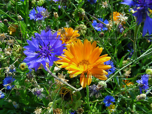 Василёк синий (лат. Centaurea cyanus), ноготки (лат. Calendula officinalis) Стоковое фото, фотограф lana1501 / Фотобанк Лори