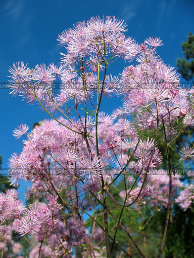 Василистник (Thalictrum aquilegifolium), семейство Лютиковые, на фоне голубого неба. Стоковое фото, фотограф Заноза-Ру / Фотобанк Лори