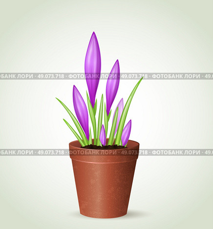 Vector violet crocuses in flower pot. Стоковая иллюстрация, агентство Ingram Publishing / Фотобанк Лори