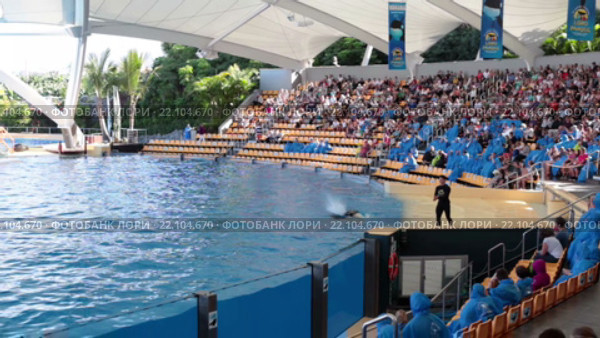 Ведущий кормит большую касатку во время представления (Orca show). Зоопарк Лоро (Loro Park). Пуэрто де ла Круз (Puerto de la Cruz), Тенерифе, Канарские острова, Испания (2016 год). Редакционное видео, видеограф Кекяляйнен Андрей / Фотобанк Лори