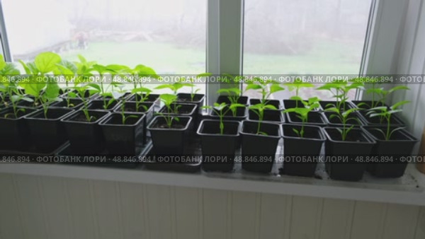 Vegetables seedlings. Young plants sprout growing in seed trays, in pots indoor. Early plant development. Green Tomato, pepper plant recently germinated and ready for thinning. Home gardening concept. Стоковое видео, видеограф Марина Демидюк / Фотобанк Лори