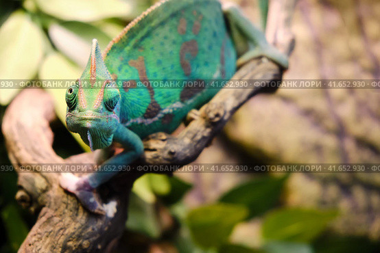 Veiled chameleon (Chamaeleo calyptratus) sitting on the branch, copy space. Стоковое фото, фотограф Андрей Журавлев / Фотобанк Лори