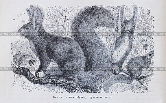 Векша (Sciurus vulgaris)  - рисунок из книги А. Брэма "Жизнь животных" 1896 г. Стоковая иллюстрация, иллюстратор Вера Смолянинова / Фотобанк Лори