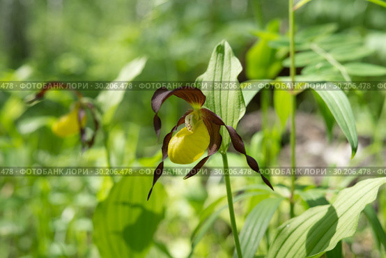 Венерин башмачок настоящий (Cypripedium calceolus) в естественной среде обитания. Стоковое фото, фотограф Светлана Попова / Фотобанк Лори
