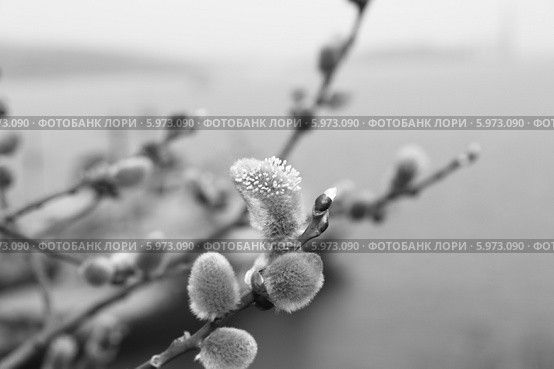 Верба (2011 год). Редакционное фото, фотограф Валерий Акулич / Фотобанк Лори