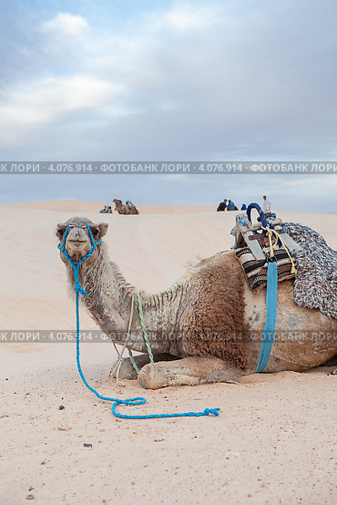 Верблюд дромадер, лежащий на песке в пустыне Сахара, Douz, Tunisia (2012 год). Стоковое фото, фотограф Кекяляйнен Андрей / Фотобанк Лори