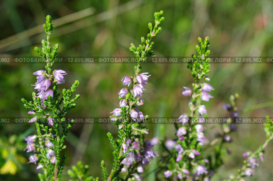 Вереск обыкновенный (лат. Calluna vulgaris) цветет. Стоковое фото, фотограф Елена Коромыслова / Фотобанк Лори