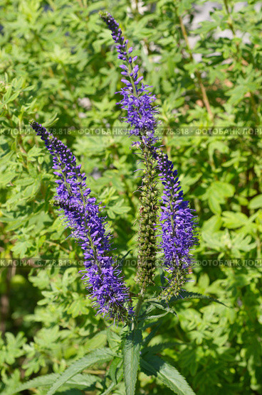 Вероника длиннолистная (лат. Veronica longifolia) Стоковое фото, фотограф Елена Коромыслова / Фотобанк Лори