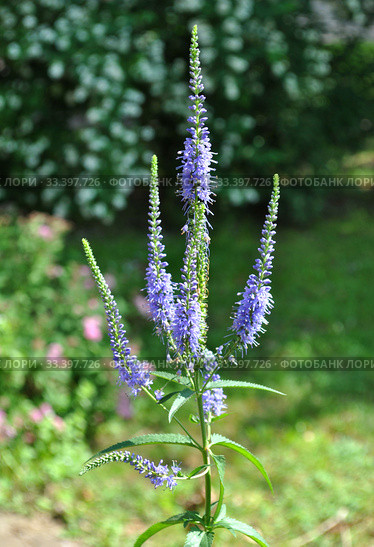 Вероника длиннолистная (лат. Veronica longifolia) Стоковое фото, фотограф lana1501 / Фотобанк Лори