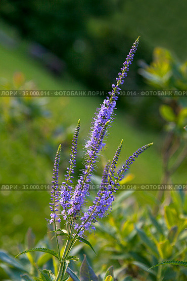 Вероника длиннолистная (лат. Veronica longifolia) Стоковое фото, фотограф Валентина Качалова / Фотобанк Лори