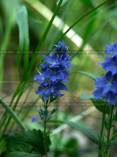 Вероника широколистная (Veronica austriaca, teucrium, Plantaginaceae) цветет голубыми цветами. Стоковое фото, фотограф Ольга Перфилова / Фотобанк Лори